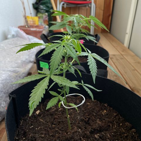 Jack #1 growlog timeline photo