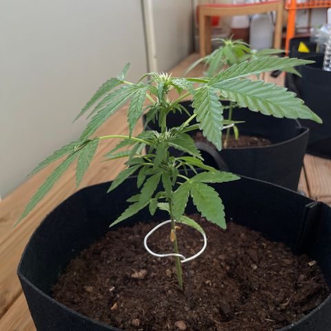 Eddy #1 growlog timeline photo