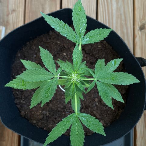 Berry #1 growlog timeline photo