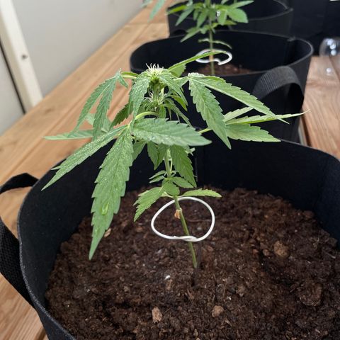 Berry #1 growlog timeline photo