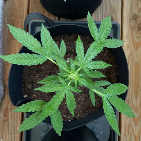 Eddy #1 growlog timeline photo