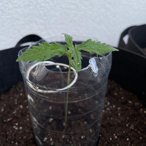 Northern Light growlog timeline photo