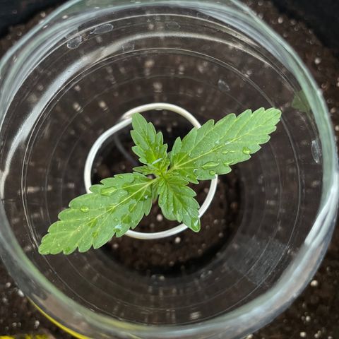 Buddy growlog timeline photo