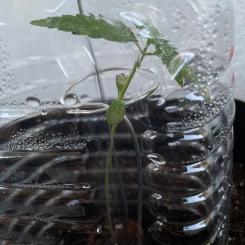 ZZ-Top growlog timeline photo