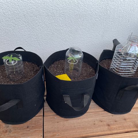ZZ-Top growlog timeline photo