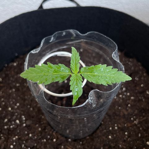 Northern Light growlog timeline photo