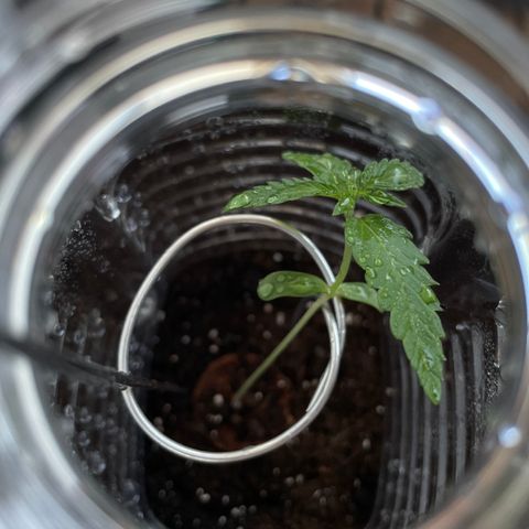 ZZ-Top growlog timeline photo