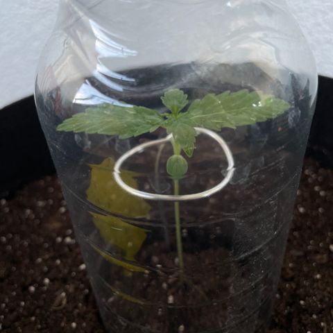 Buddy growlog timeline photo