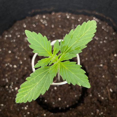 Northern Light growlog timeline photo