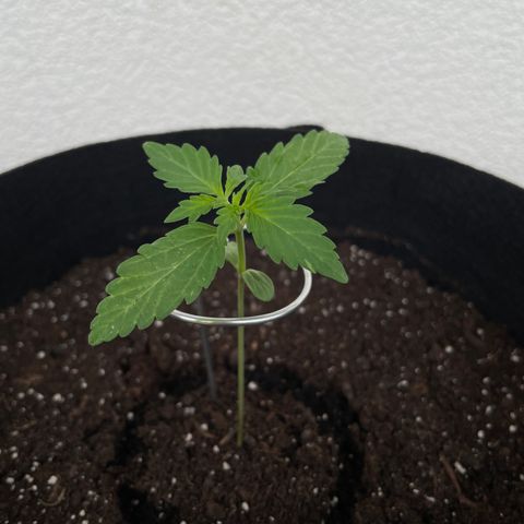 Northern Light growlog timeline photo