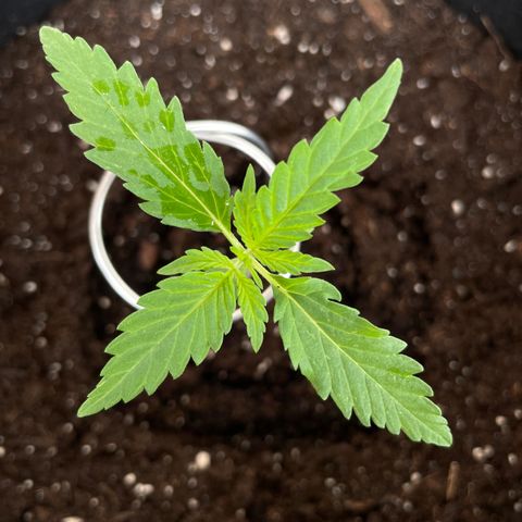 Buddy growlog timeline photo
