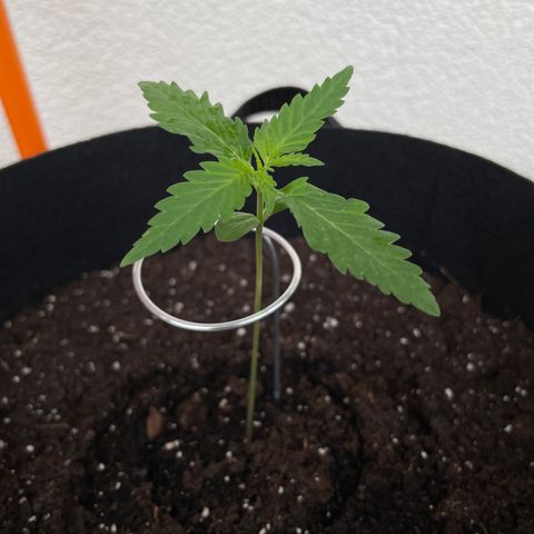 Buddy growlog timeline photo
