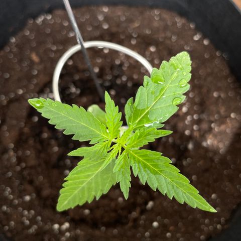 ZZ-Top growlog timeline photo