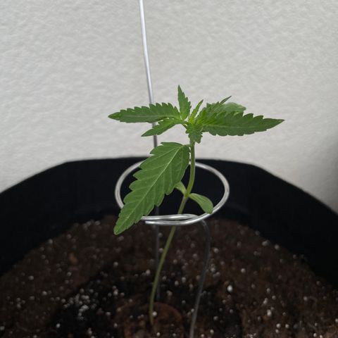 ZZ-Top growlog timeline photo