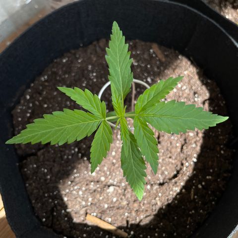 Northern Light growlog timeline photo