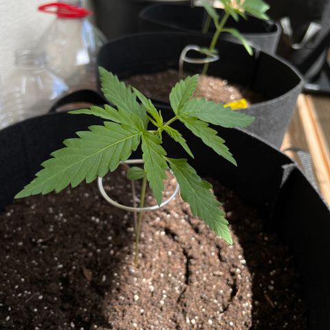 Northern Light growlog timeline photo