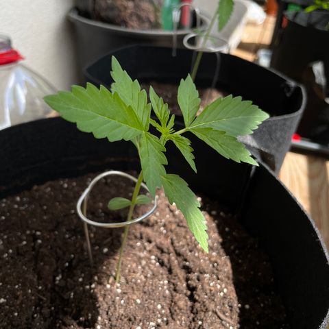 Buddy growlog timeline photo