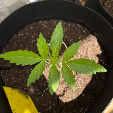 Buddy growlog timeline photo