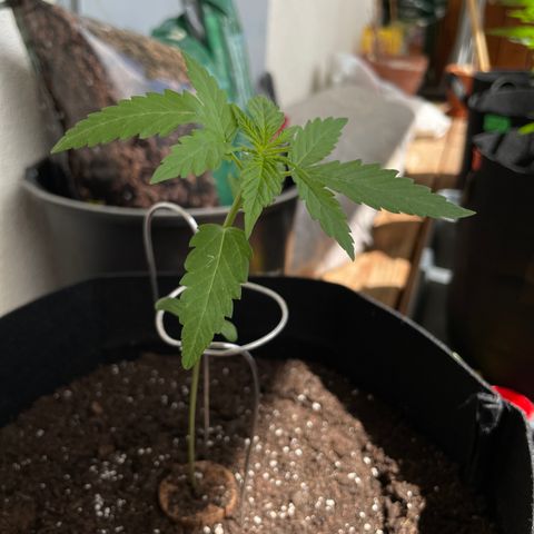 ZZ-Top growlog timeline photo