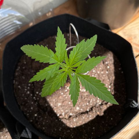 ZZ-Top growlog timeline photo