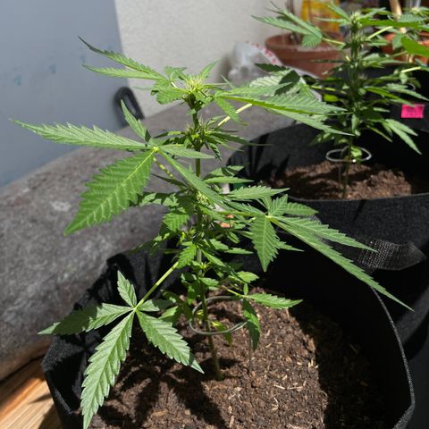 Jack #1 growlog timeline photo