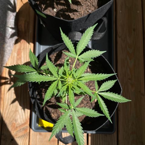 Jack #1 growlog timeline photo