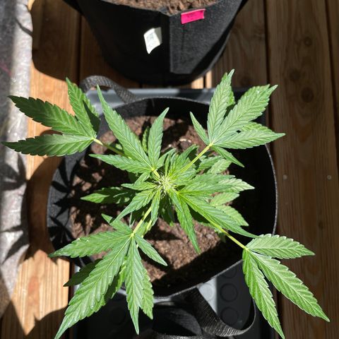 Eddy #1 growlog timeline photo