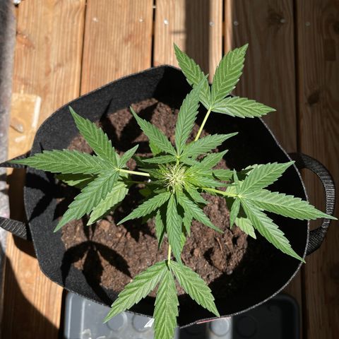 Berry #1 growlog timeline photo