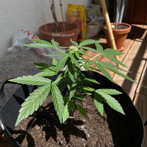 Berry #1 growlog timeline photo
