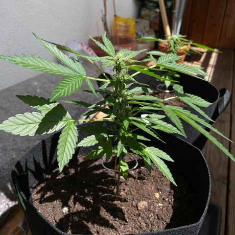 Eddy #1 growlog timeline photo
