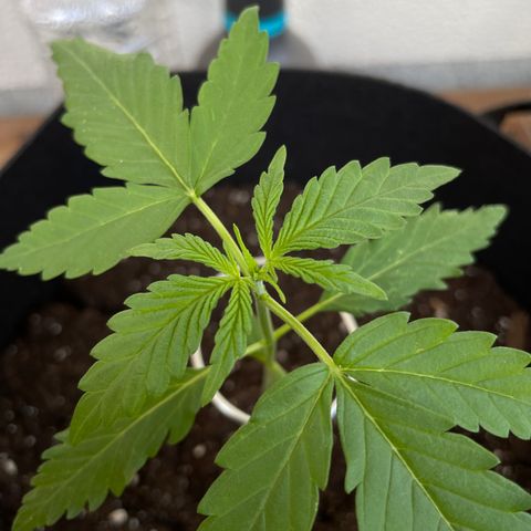 Buddy growlog photo: 😬😬😬