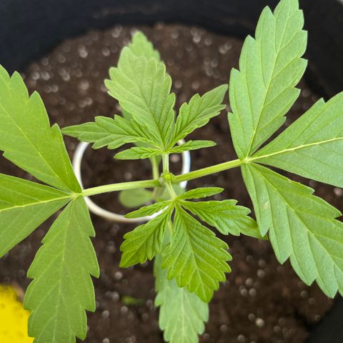 Buddy growlog photo: 😬😬😬