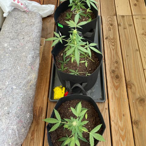 Berry #1 growlog timeline photo