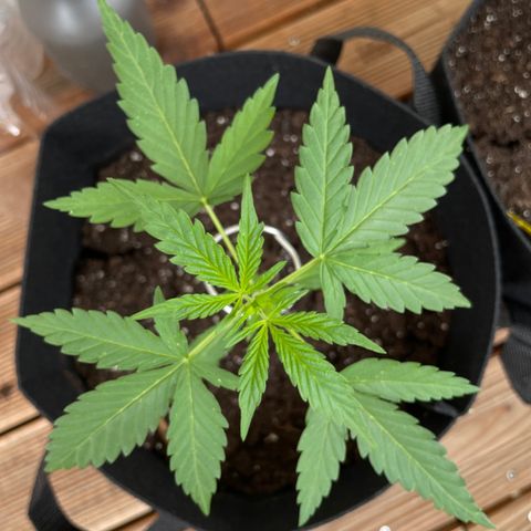 Northern Light growlog timeline photo