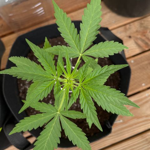 ZZ-Top growlog timeline photo