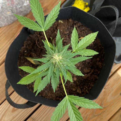 Berry #1 growlog timeline photo