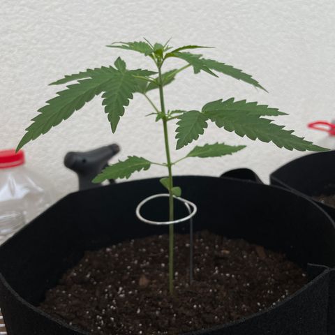 Northern Light growlog timeline photo