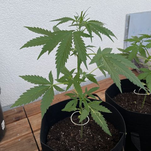 Northern Light growlog timeline photo
