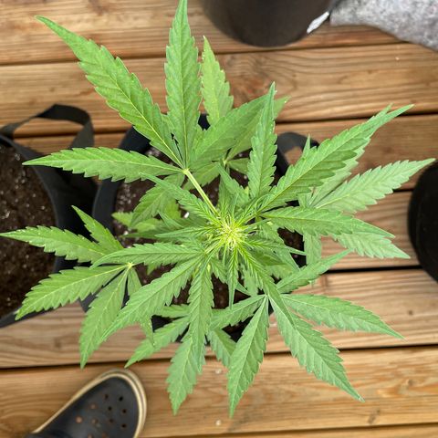 ZZ-Top growlog timeline photo