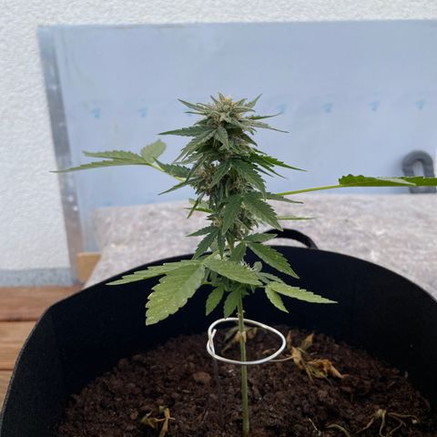 Berry #1 growlog timeline photo