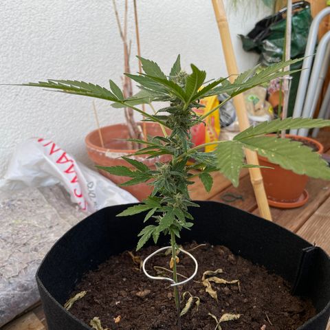 Eddy #1 growlog timeline photo