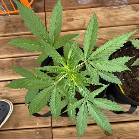 Northern Light growlog timeline photo
