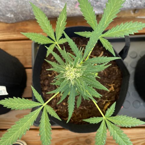 Jack #1 growlog timeline photo