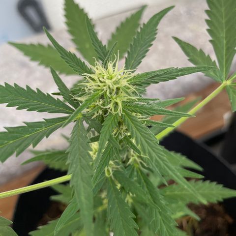 Jack #1 growlog timeline photo
