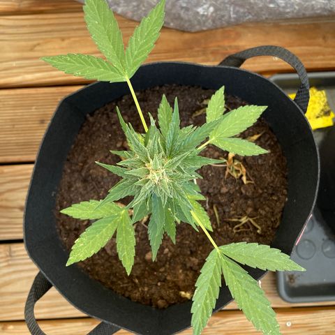 Berry #1 growlog timeline photo