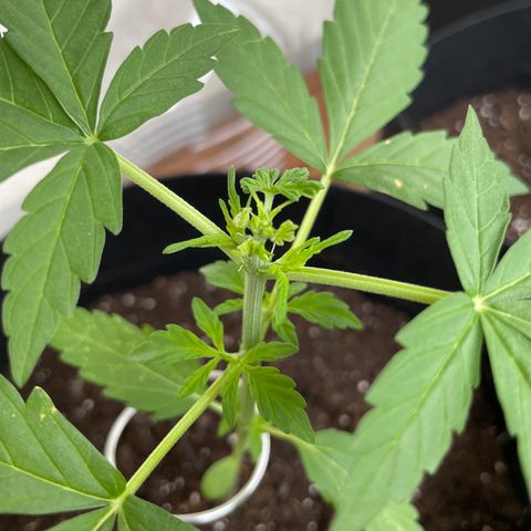 Buddy growlog photo: Progress 5 days after topping/fimming.
