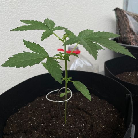 Buddy growlog timeline photo
