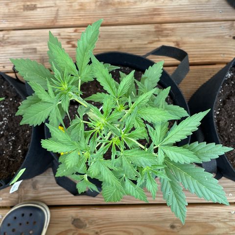 Buddy growlog timeline photo