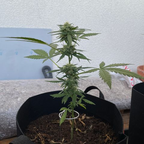 Jack #1 growlog timeline photo