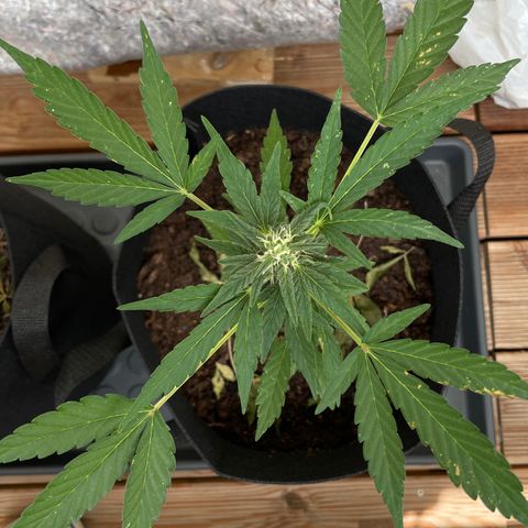 Eddy #1 growlog timeline photo